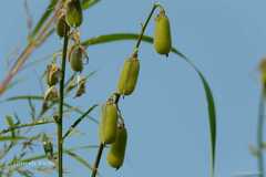 Crotalaria juncea